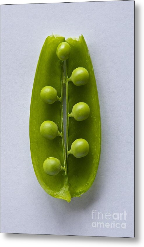 Photography Metal Print featuring the photograph Peas in a Pod 2 by Sean Griffin