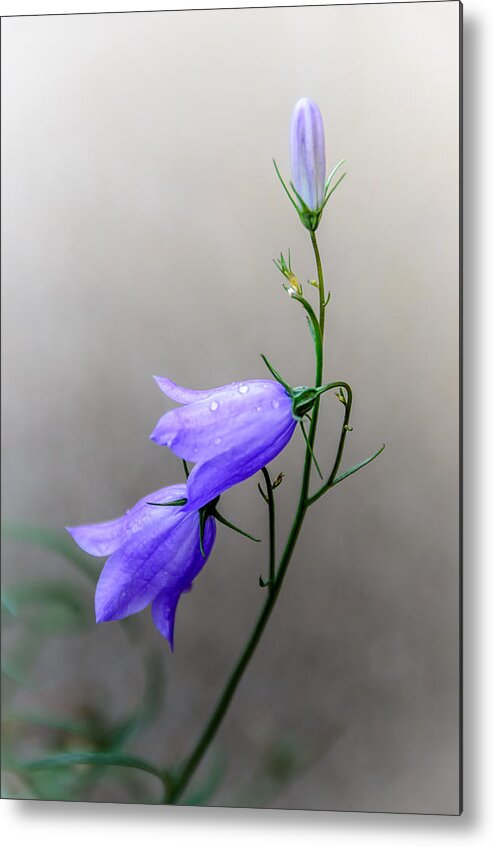 Peeking Through The Mist Metal Print featuring the photograph Blue Bells Peeking Through the Mist by Debra Martz