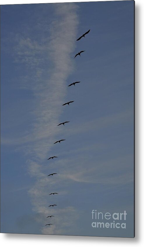 Pelican Metal Print featuring the photograph Pelican Line by Bridgette Gomes