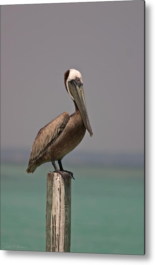 Brown Pelican Metal Print featuring the photograph Pelican Perched on a Piling by John Harmon