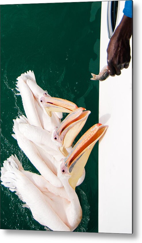 Birds Metal Print featuring the photograph Pelicans by Anton Kardakov