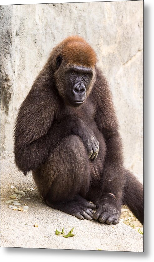 Africa Metal Print featuring the photograph Pensive Gorilla by Raul Rodriguez