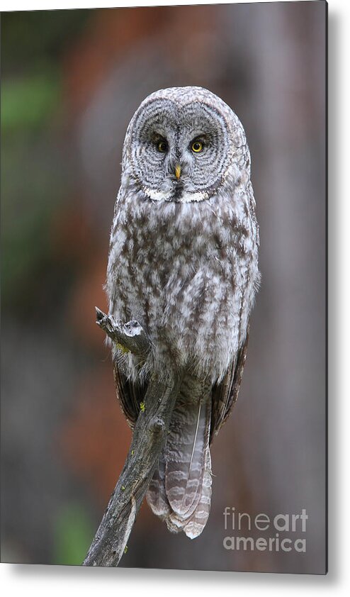 Great Gray Owl Metal Print featuring the photograph Perched Gray by Bill Singleton