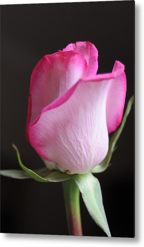 Pink Rose Image Metal Print featuring the photograph Perfect Pink Rose by Haleh Mahbod