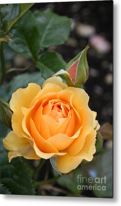 Rose Metal Print featuring the photograph Perfect Rose by Christiane Schulze Art And Photography