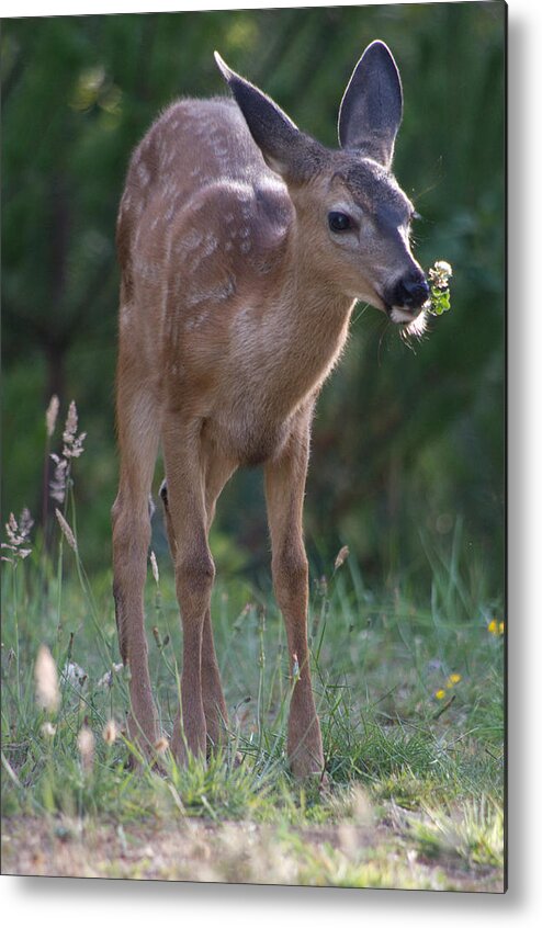 Deer Metal Print featuring the photograph Picking Flowers by Adria Trail