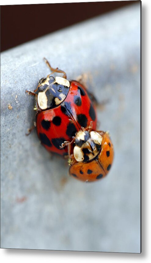 Insects Metal Print featuring the photograph Piggy Back Ride by Jennifer Robin