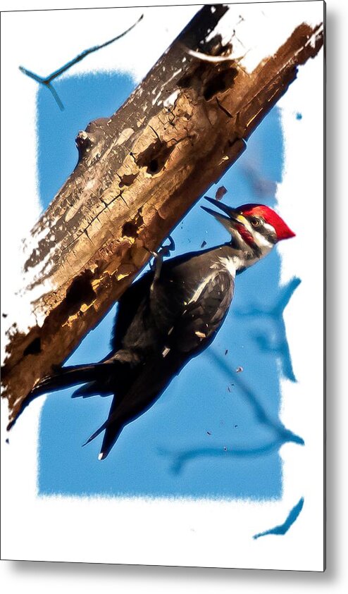 Pileated Woodpecker Metal Print featuring the photograph Pileated Woodpecker by Robert L Jackson