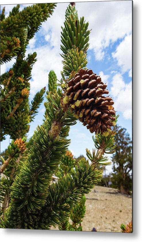 Photography Metal Print featuring the photograph Pine Cone Growing On A Twig, Ancient by Panoramic Images
