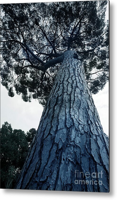Pine Metal Print featuring the photograph Pine Giant by Linda Olsen