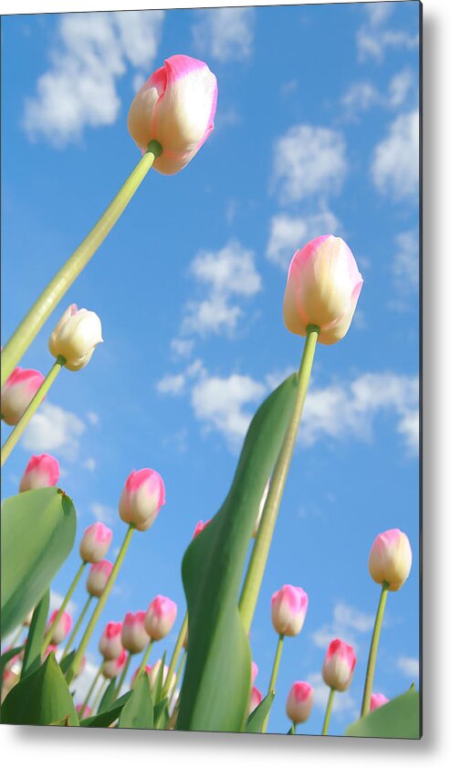 Tulips Metal Print featuring the photograph Pink and White Tulips 03 by Keith Thomson