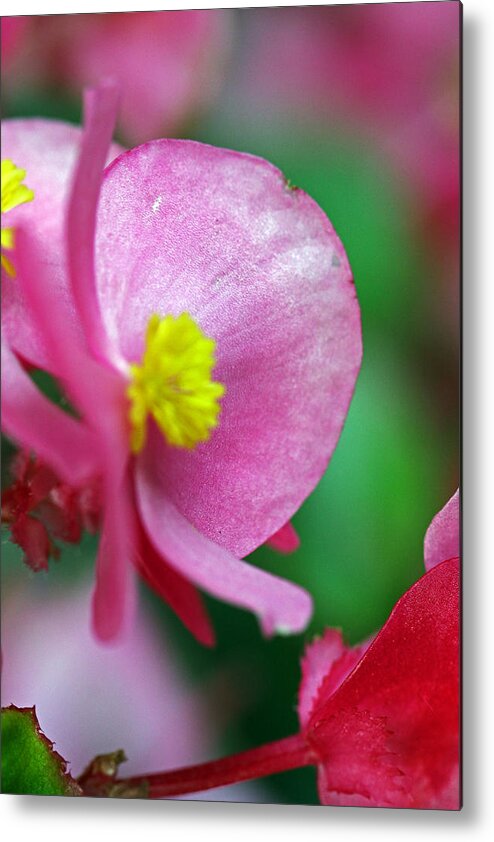 Flowers Metal Print featuring the photograph Pink Begonia by Jennifer Robin