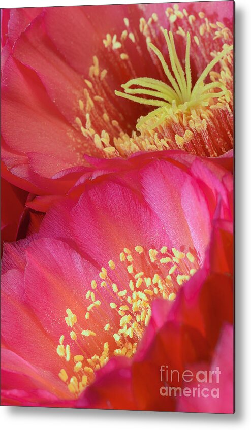 Pink Cactus Flower Metal Print featuring the photograph Pink Cactus Flower Bouquet II by Tamara Becker