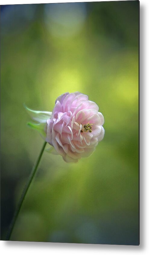 Aquilegia Metal Print featuring the photograph Pink Columbine by Andrea Lazar