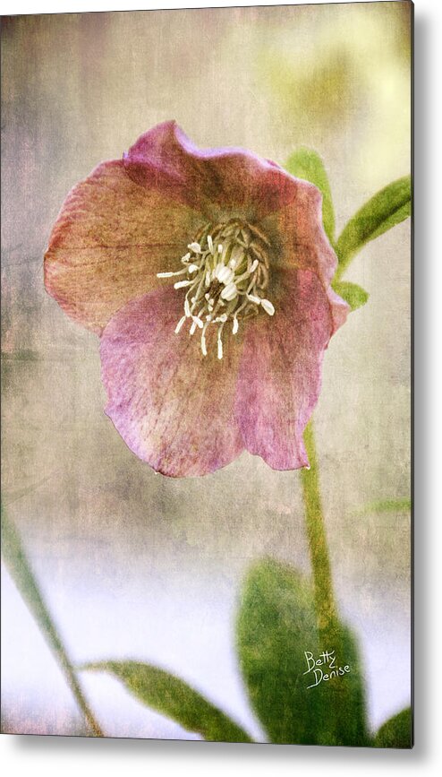 Hellebore Metal Print featuring the photograph Pink Hellebore by Betty Denise