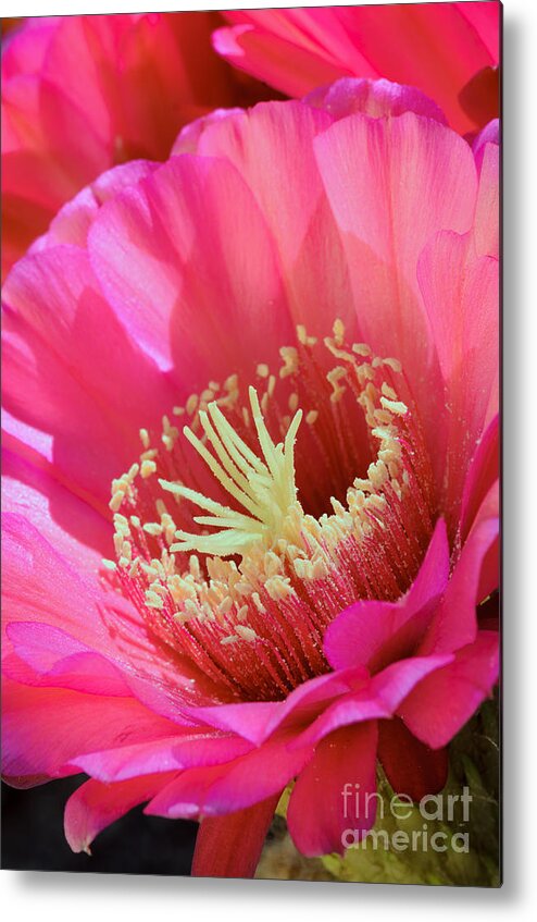 Pink Cactus Flower Metal Print featuring the photograph Pink Night Blooming Cactus by Tamara Becker