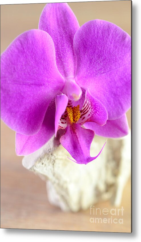 Decoration Metal Print featuring the photograph Pink Orchid on White Colored Driftwood by Sabine Jacobs