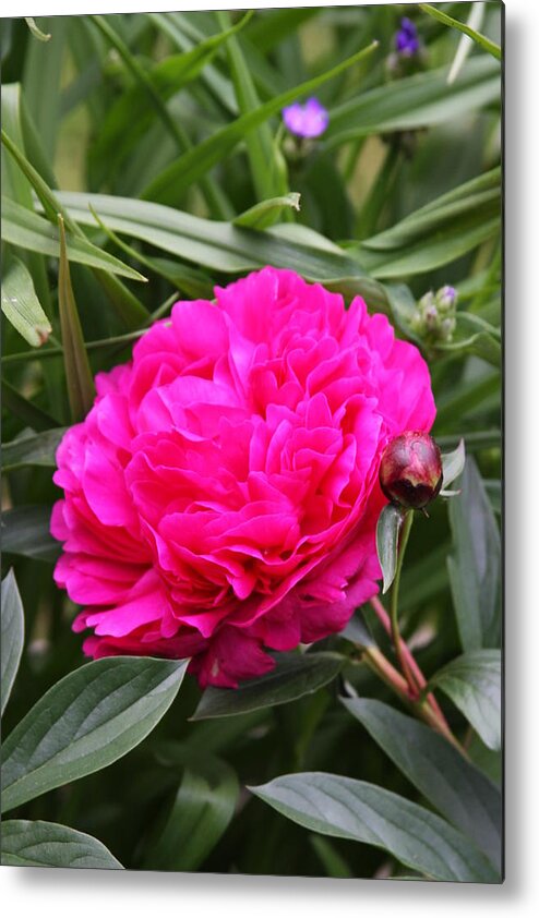 Pretty Metal Print featuring the photograph Pink Peony by Vadim Levin