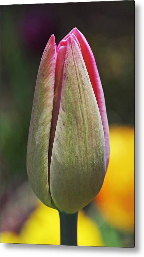 Green Metal Print featuring the photograph Pink Promise by Rona Black