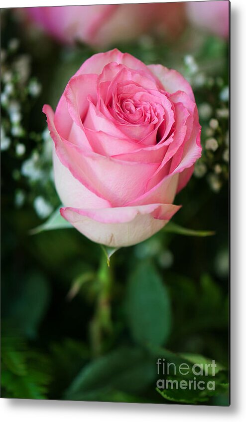 Pink Rose Metal Print featuring the photograph Pink Rose by Gwen Gibson
