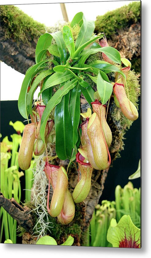 Nepenthes Sp. Metal Print featuring the photograph Pitcher Plant by Cordelia Molloy/science Photo Library