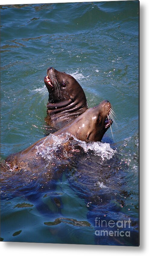 Sea Lions Metal Print featuring the photograph Playing Pair of Sea Lions by Debra Thompson