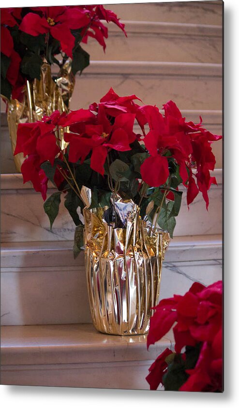 Poinsettias Metal Print featuring the photograph Poinsettias by Patricia Babbitt