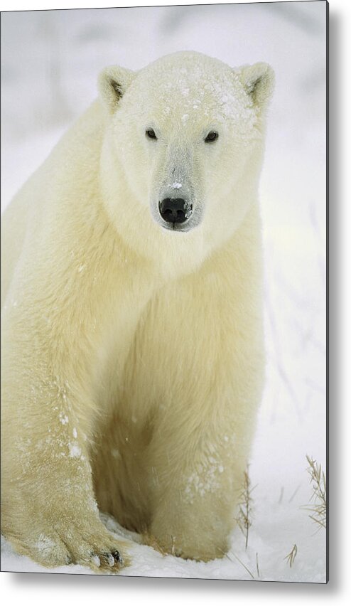 Feb0514 Metal Print featuring the photograph Polar Bear Adult Portrait Churchill by Konrad Wothe