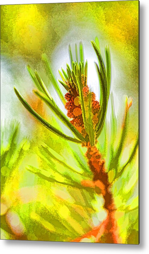 Pine Tree Metal Print featuring the photograph Pollen Cones by Jerry Nettik
