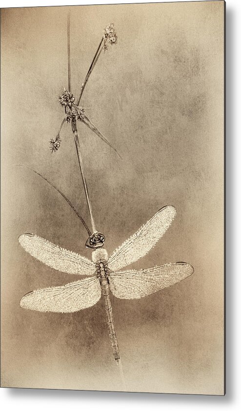 Cuyahoga Valley National Park Metal Print featuring the photograph Pondhawk Dragonfly by Jeffrey Gibson