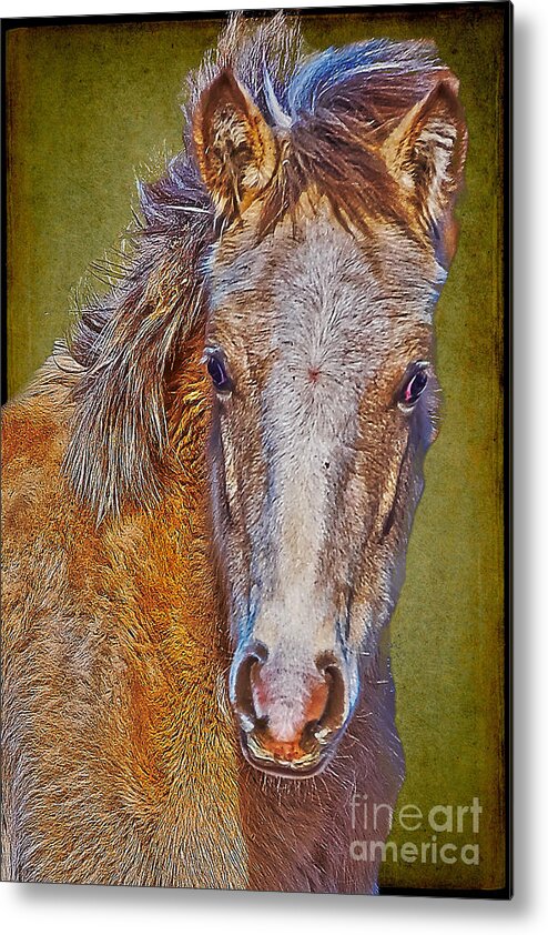 Pony Metal Print featuring the photograph Pony Portrait by Charles Muhle