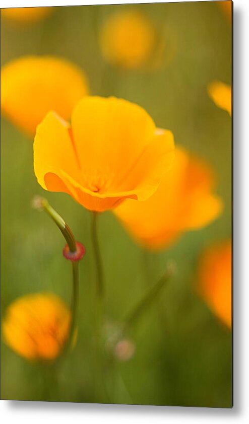 Floral Metal Print featuring the photograph Poppy II by Ronda Kimbrow