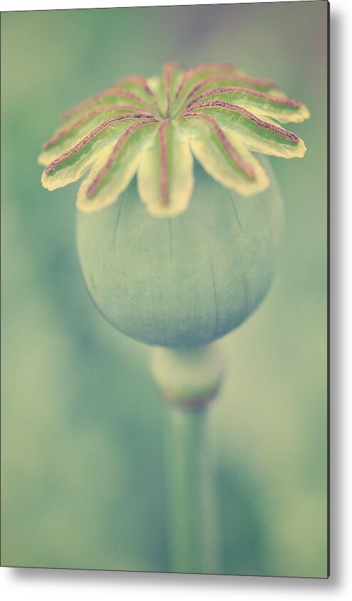 Outdoors Metal Print featuring the photograph Poppy Seed Head by Jayneburfordphotography