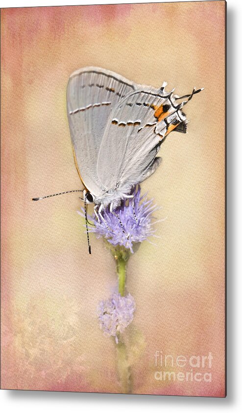 Gray Hairstreak Butterfly Metal Print featuring the photograph Portrait of a Gray Hairstreak by Betty LaRue