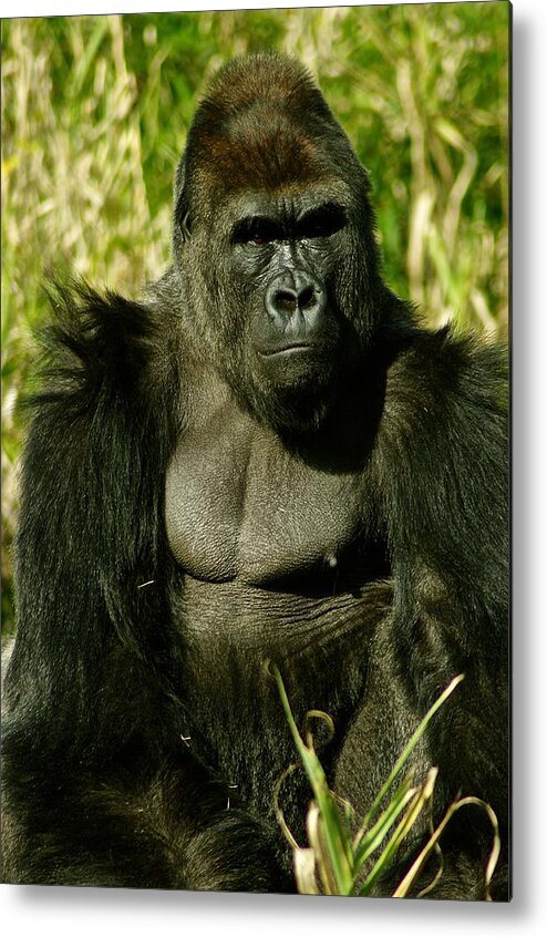Animal. Gorilla Metal Print featuring the photograph Pose 1 by Don Prioleau