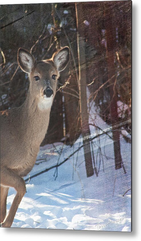 Deer Metal Print featuring the photograph Posing For Me by Terri Harper