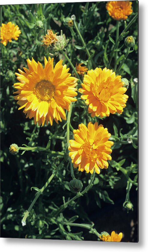 Botanical Metal Print featuring the photograph Pot Marigold Flowers by M F Merlet/science Photo Library