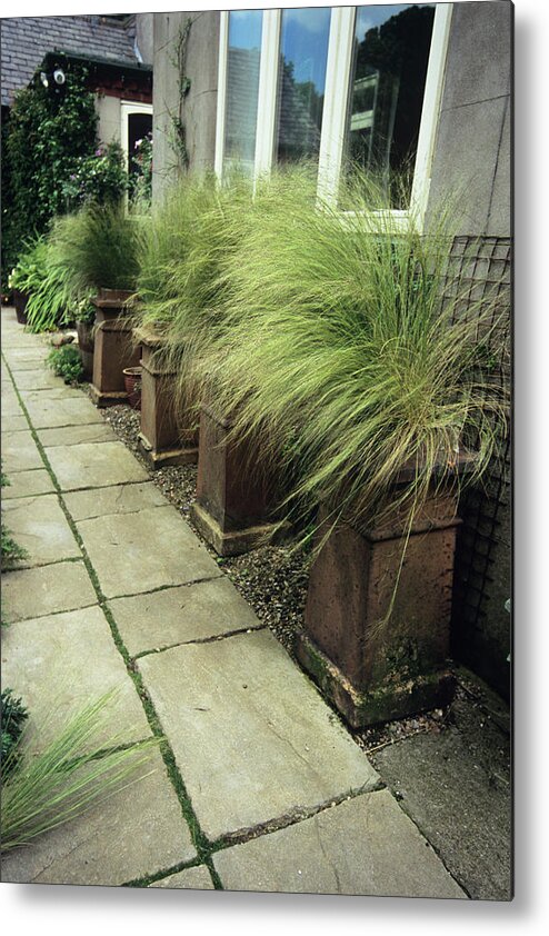 Stipa Tenuissima Metal Print featuring the photograph Potted Grass (stipa Tenuissima) by Adrian Thomas/science Photo Library