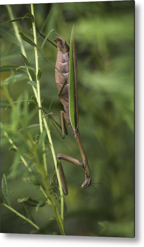 Daddy Longlegs Metal Print featuring the photograph Praying Mantis 001 by Donald Brown