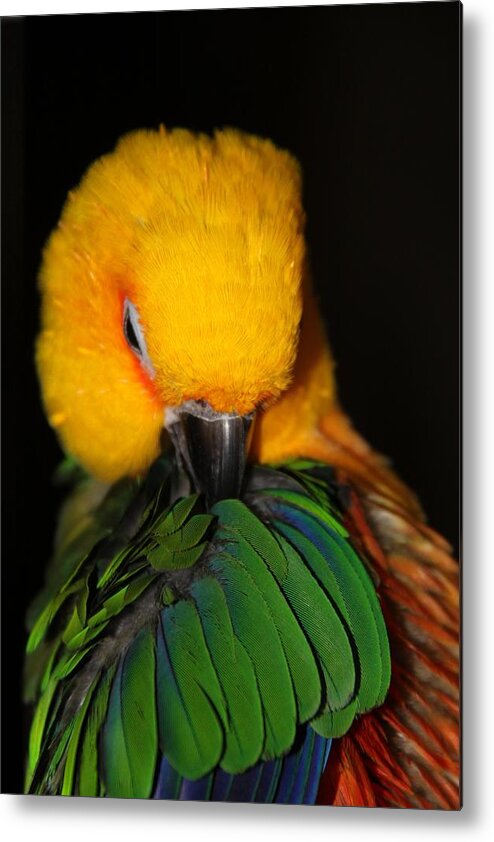 Conure Metal Print featuring the photograph Preening Princess Jenday Conure by Andrea Lazar