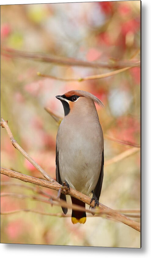 Bohemian Waxwing Metal Print featuring the photograph Pretty in Pink _Bohemian waxwing Bombycilla garrulus by Roeselien Raimond