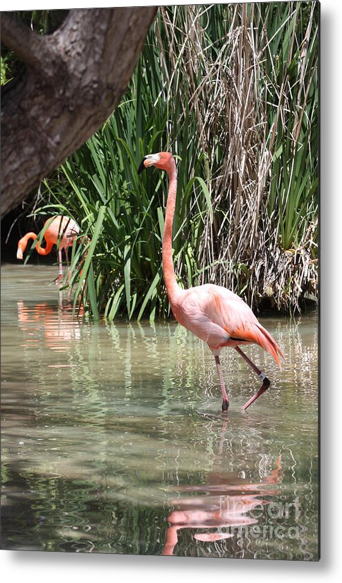 Pretty In Pink Metal Print featuring the photograph Pretty in Pink by John Telfer