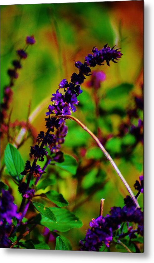 Landscape Metal Print featuring the photograph Pretty Purple Plant by Tamara Michael