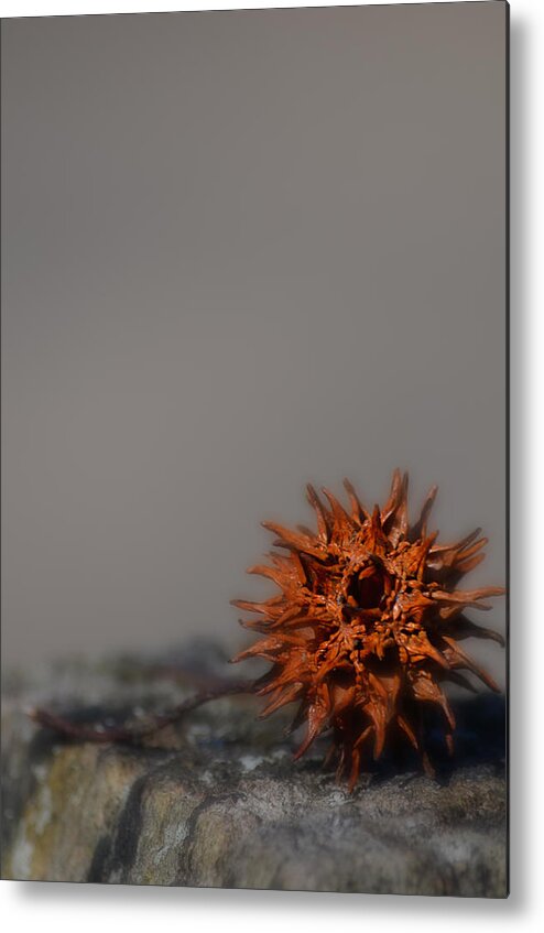 Sweet Gum Seed Pod Metal Print featuring the photograph Prickly Thing by Beth Venner