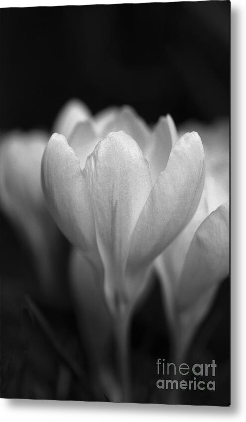 Crocus Metal Print featuring the photograph Promise of Spring by Terry Rowe