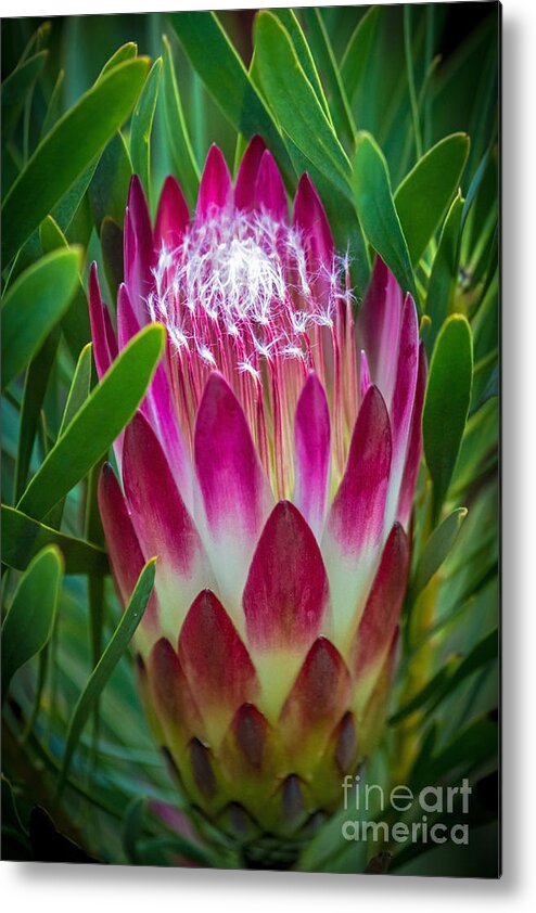 Botanical Garden Metal Print featuring the photograph Protea in Pink by Kate Brown