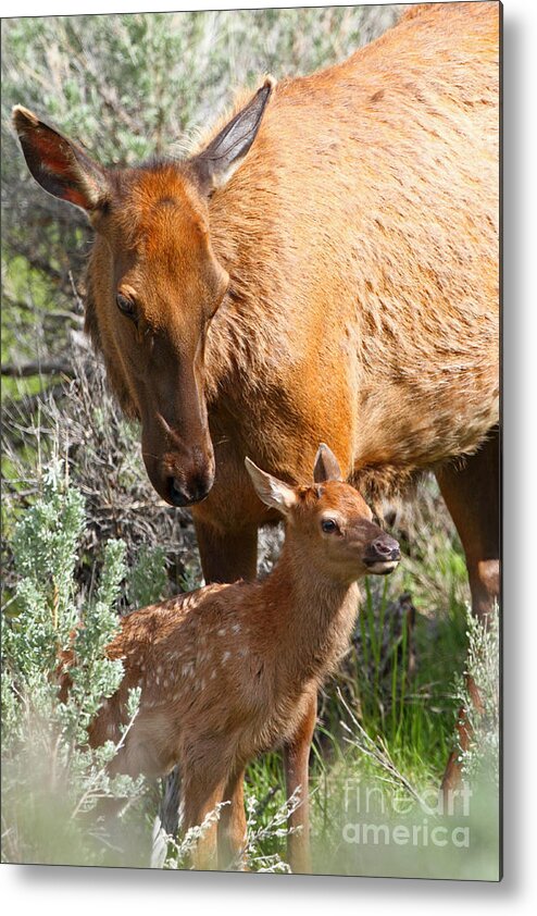 Elk Metal Print featuring the photograph Proud Mom by Bill Singleton