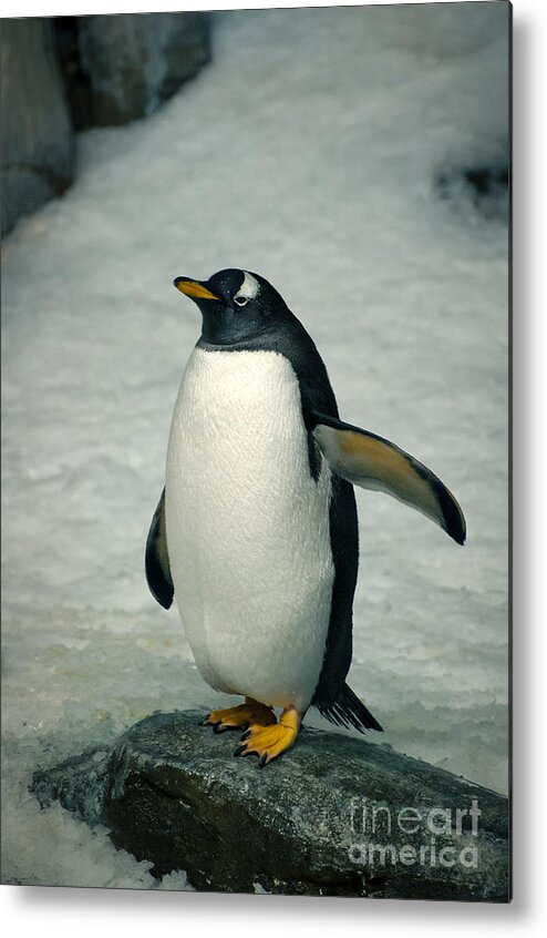 Gentoo Metal Print featuring the photograph Psst ... He Went That Way by Bianca Nadeau