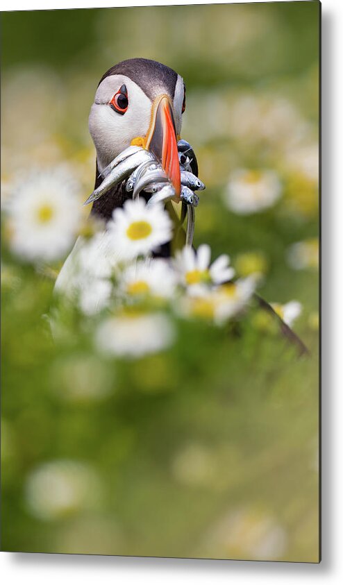 Daisy Metal Print featuring the photograph Puffin & Daisies by Mario Su?rez
