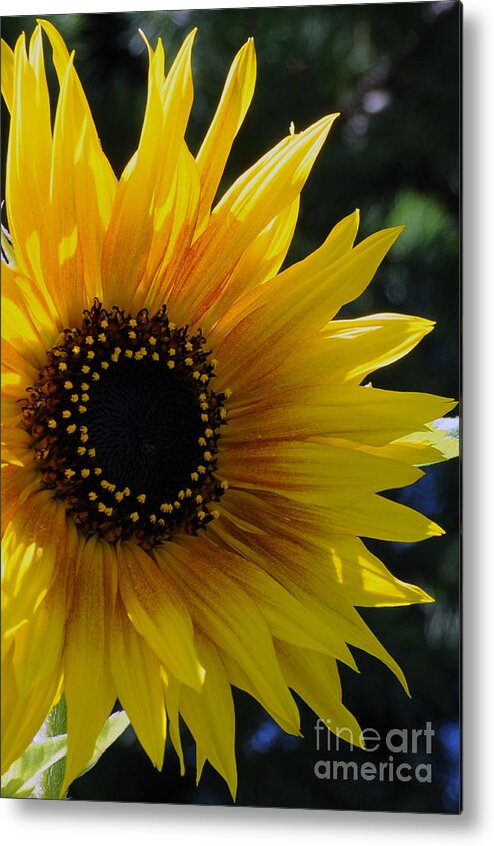 Sunflower Metal Print featuring the photograph Pure Sunshine by Sarah Schroder